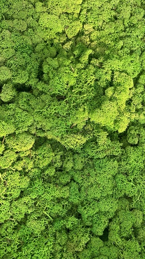 [LIR/4079A] LIR/4079A Lichen stabilisée Vert Citron  - Box 4 kg, OUTLET