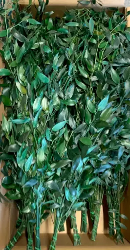 [RUS/0104T] RUS/0104T Ruscus Stabilisé Grand Green 40-80 cm